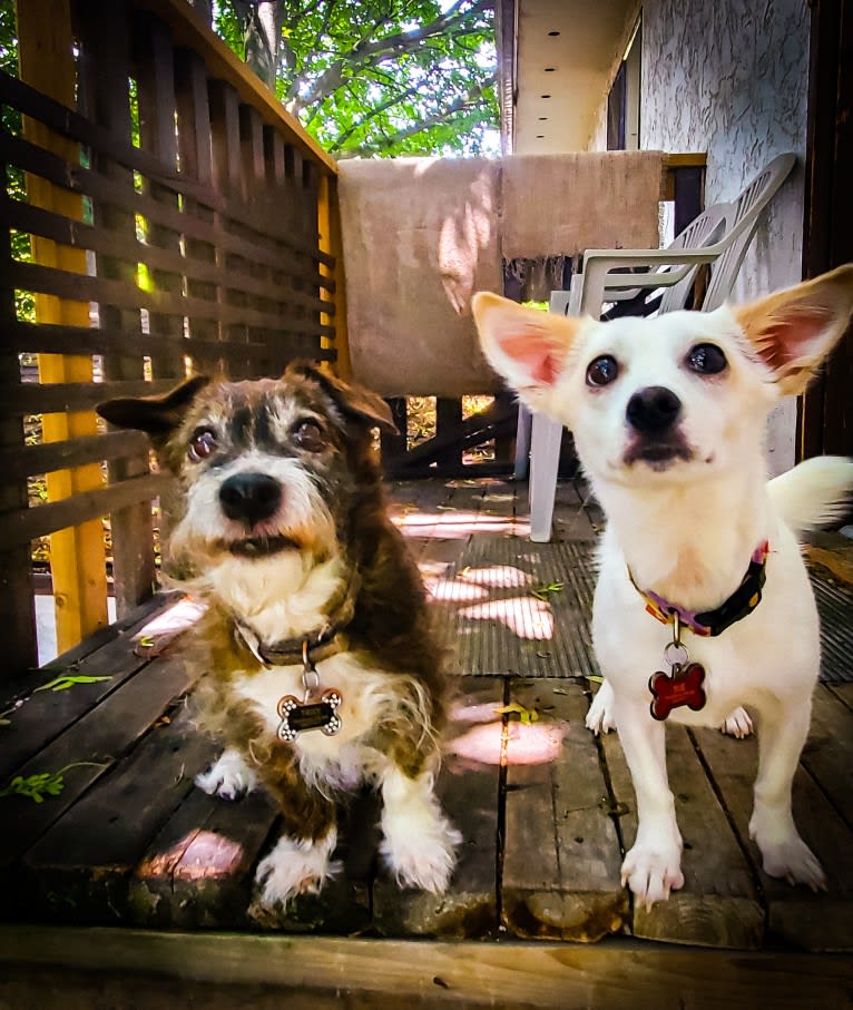 Sue, a Japanese or Korean Village Dog tested with EmbarkVet.com