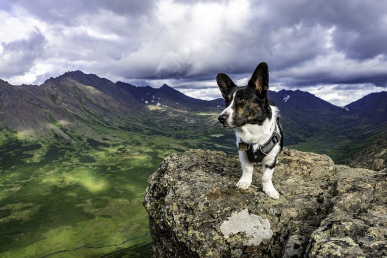 Quill, a Cardigan Welsh Corgi tested with EmbarkVet.com