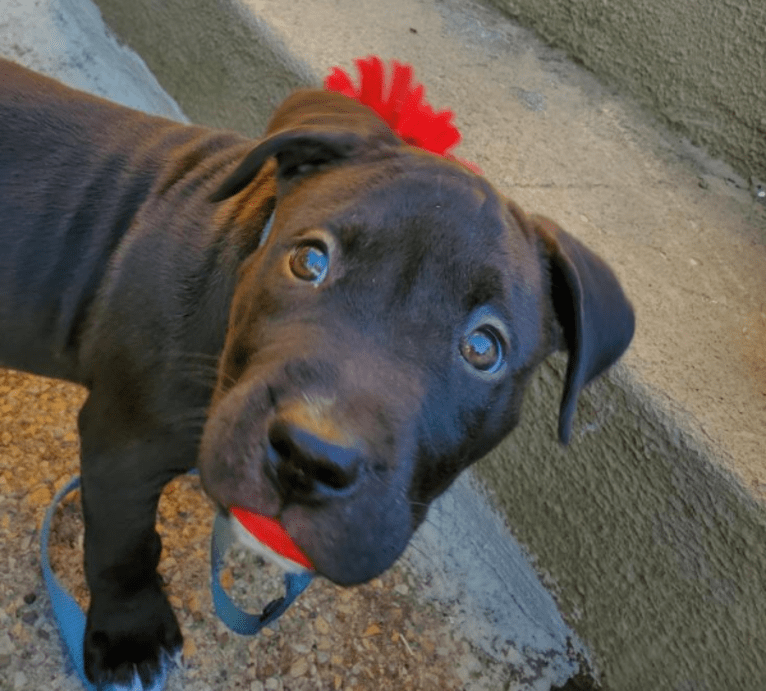 Doc Holliday, an American Pit Bull Terrier and American Staffordshire Terrier mix tested with EmbarkVet.com