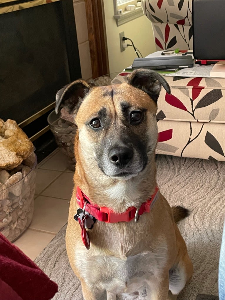 Susie, a Labrador Retriever and Chihuahua mix tested with EmbarkVet.com