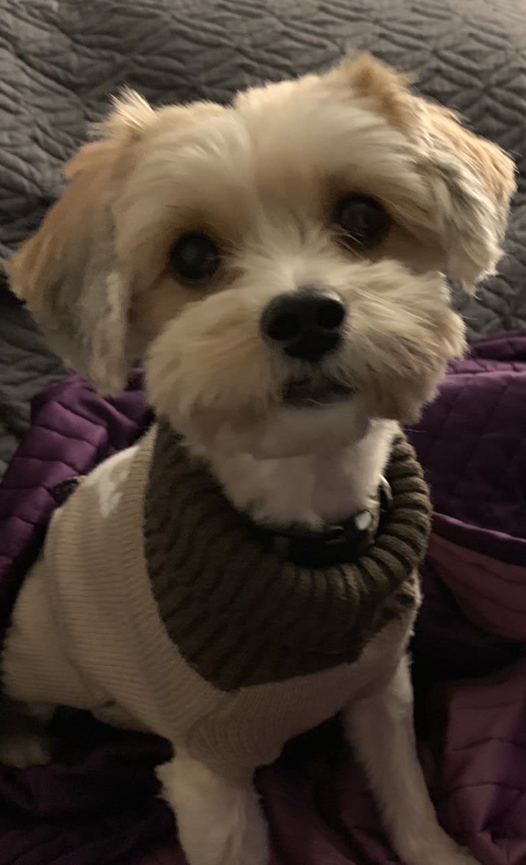 Toby, a Yorkshire Terrier and Poodle (Small) mix tested with EmbarkVet.com