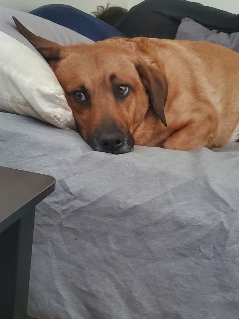 Cody, a Basset Hound and Australian Cattle Dog mix tested with EmbarkVet.com