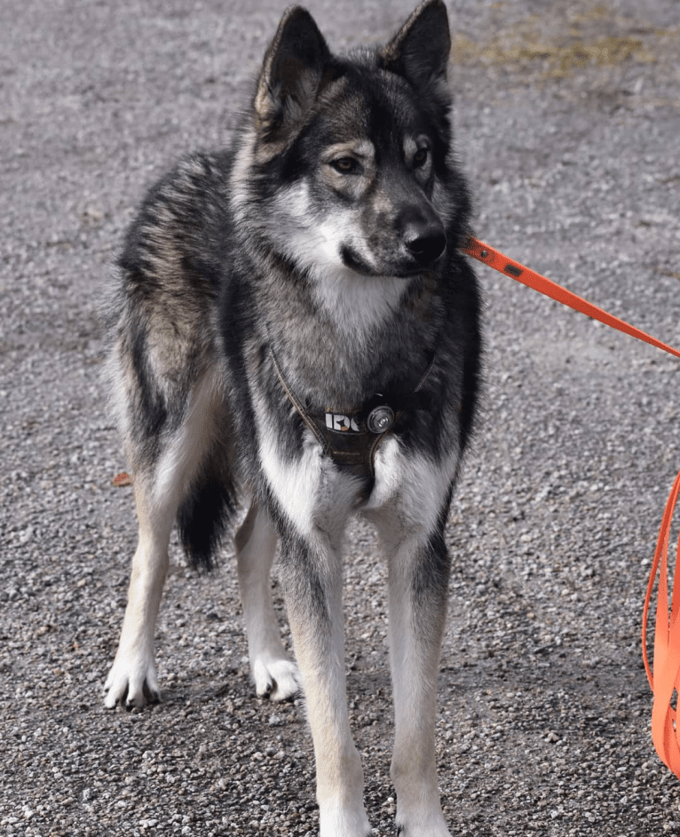 Rajah a dog tested with EmbarkVet.com