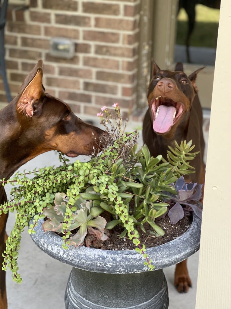 Axel Valor Rasberry, a Doberman Pinscher tested with EmbarkVet.com