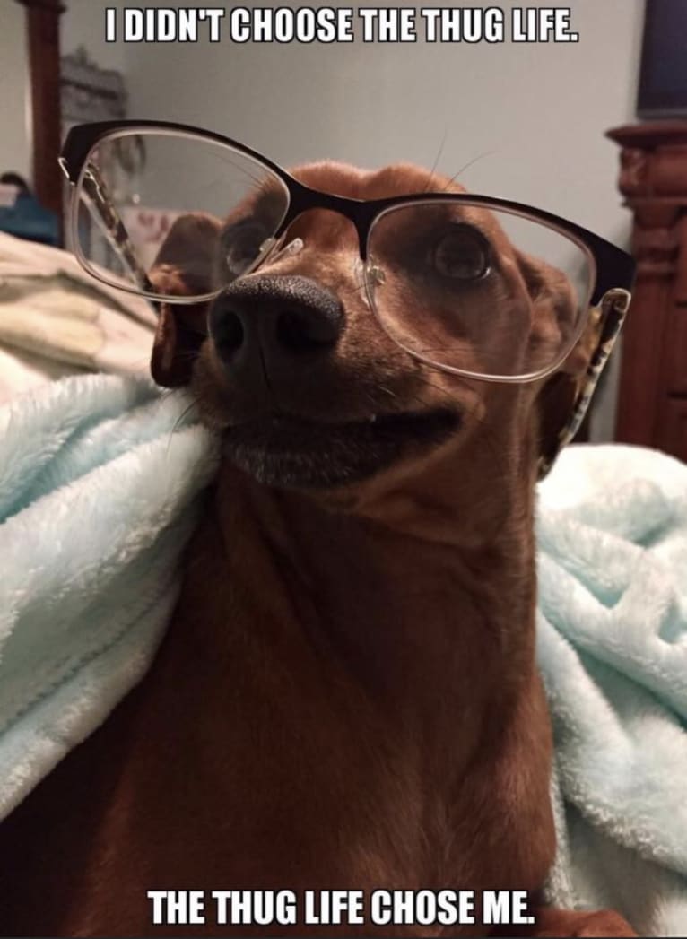Preston, a Miniature Pinscher and Dachshund mix tested with EmbarkVet.com
