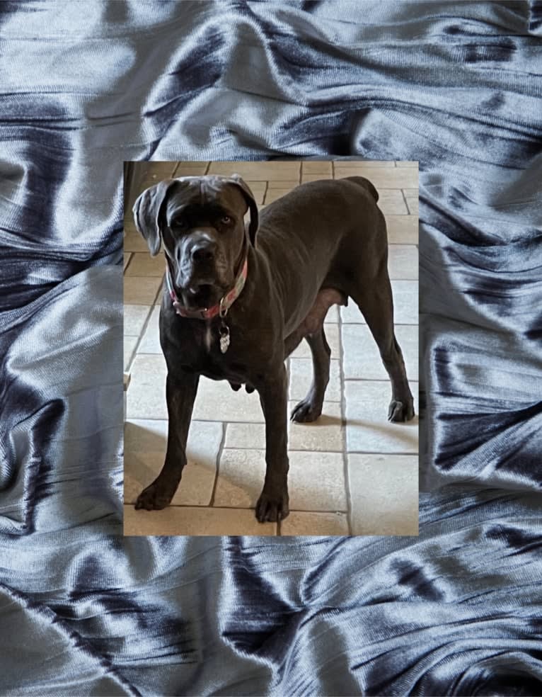 Vesta, a Cane Corso tested with EmbarkVet.com