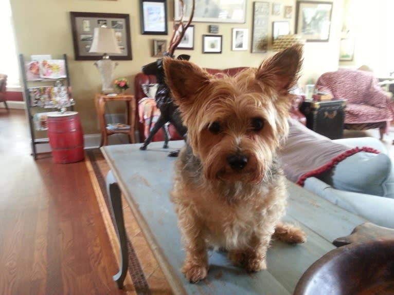 Bacon, a Yorkshire Terrier tested with EmbarkVet.com