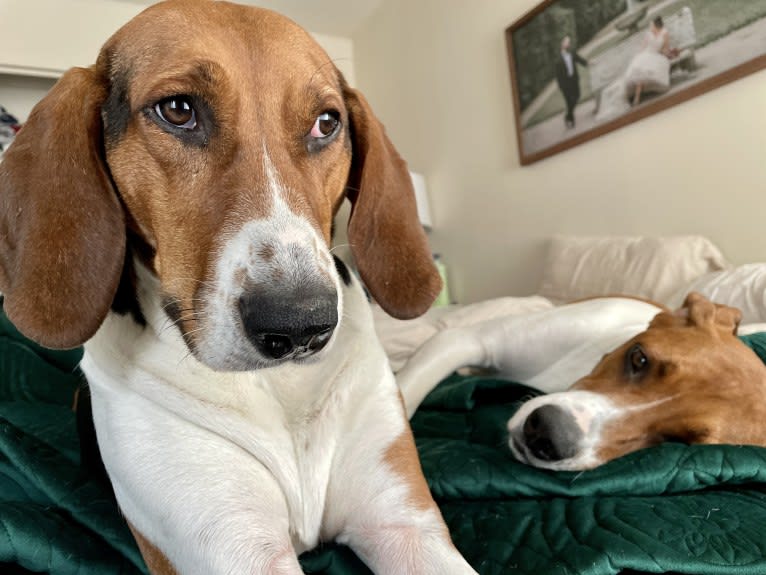 Roxy, a Treeing Walker Coonhound tested with EmbarkVet.com