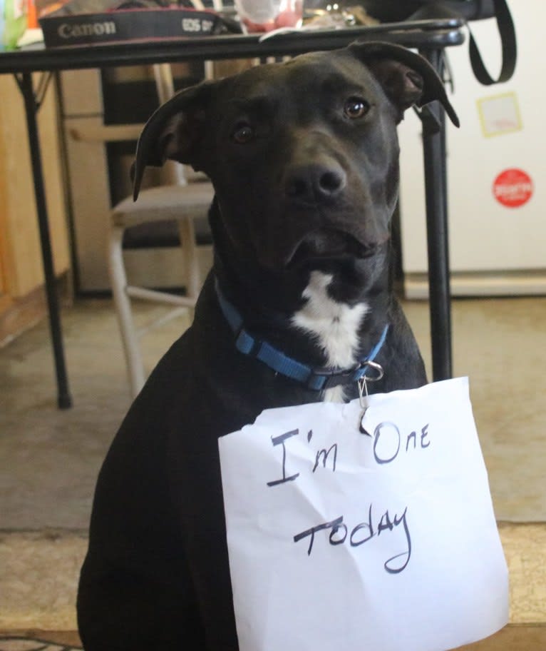 Karma, an American Pit Bull Terrier and Labrador Retriever mix tested with EmbarkVet.com