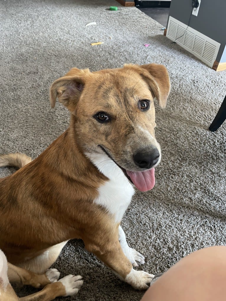 Willow, an Australian Cattle Dog and Boxer mix tested with EmbarkVet.com