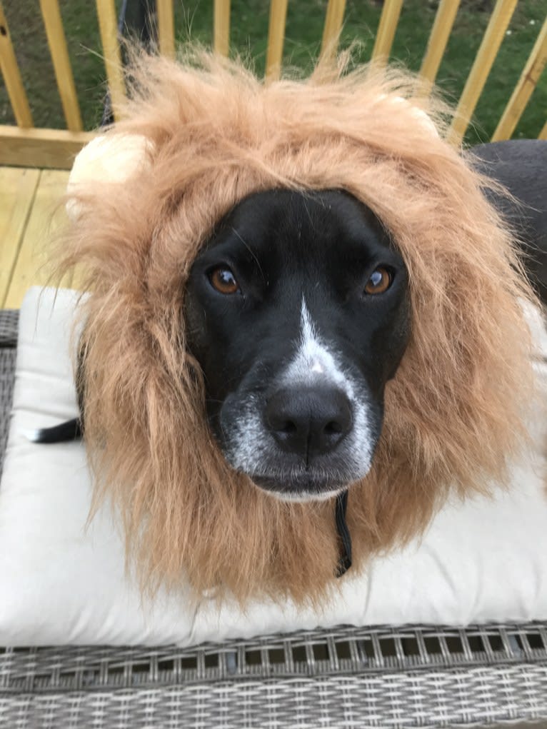 Wilson Xavier, a Boxer and Labrador Retriever mix tested with EmbarkVet.com