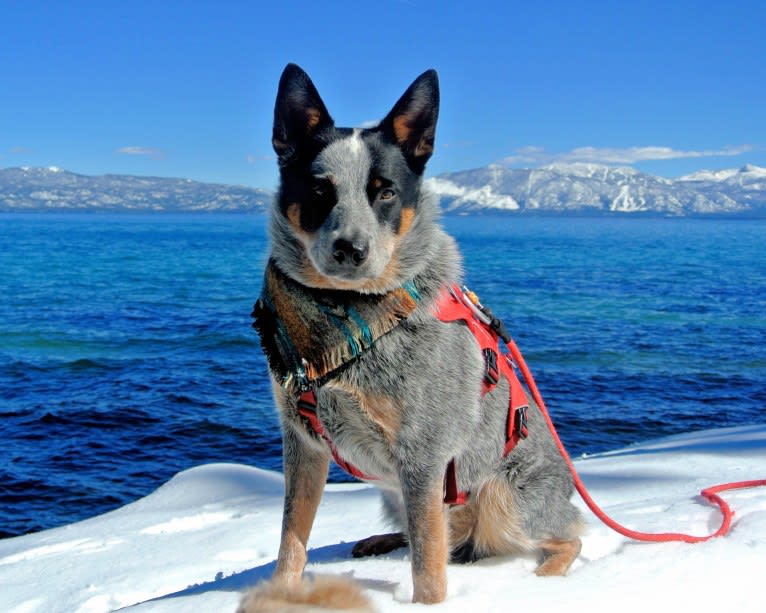 Koda, an Australian Cattle Dog tested with EmbarkVet.com
