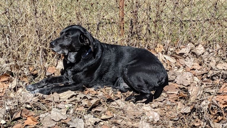 Gus, a Labrador Retriever and German Shepherd Dog mix tested with EmbarkVet.com