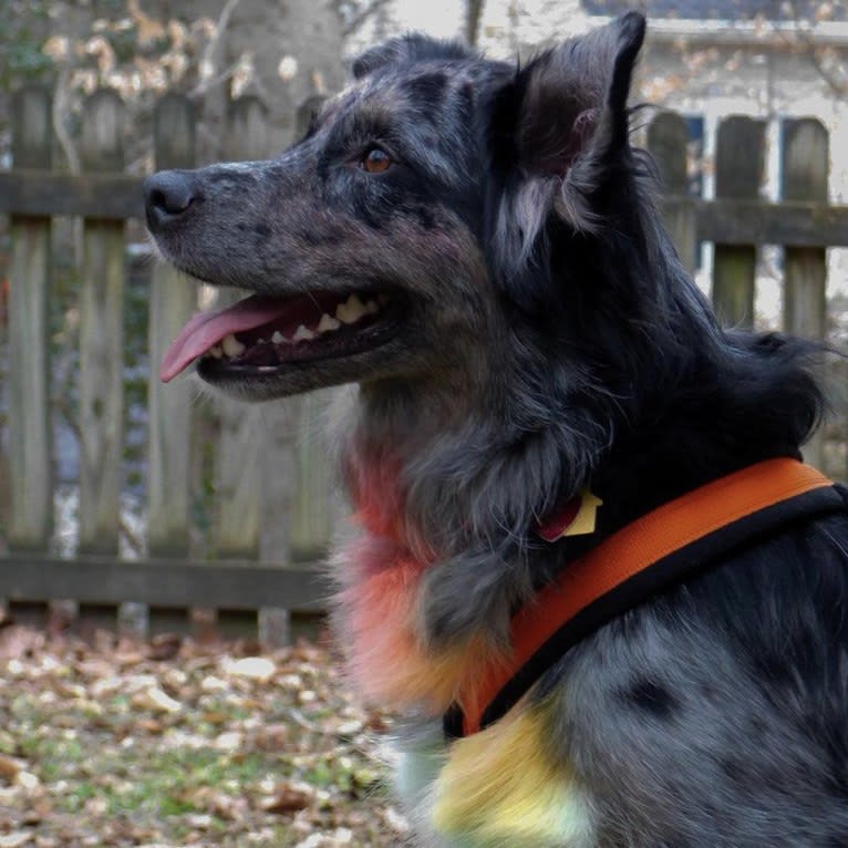 Dakota, an Australian Shepherd tested with EmbarkVet.com