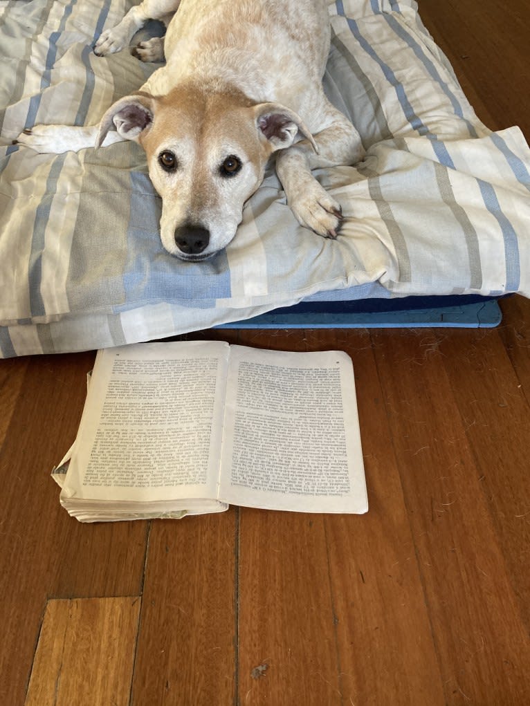 Freya, an Australian Cattle Dog and Koolie mix tested with EmbarkVet.com