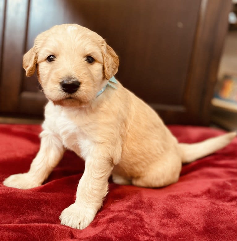 Blossom, a Poodle (Standard) and Golden Retriever mix tested with EmbarkVet.com