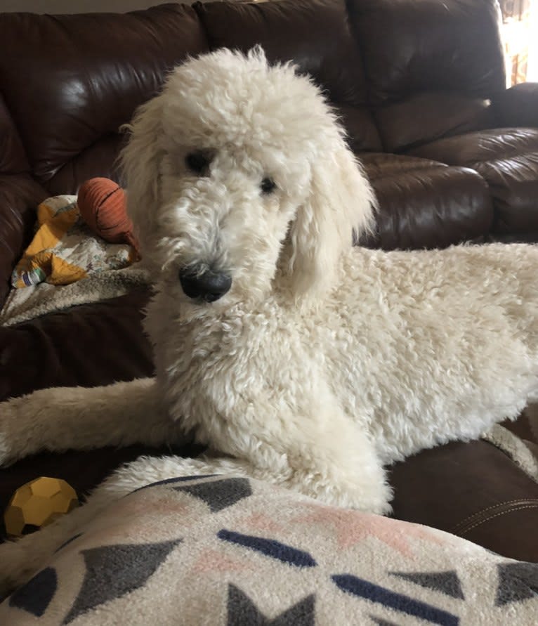 Anna, a Poodle (Standard) tested with EmbarkVet.com