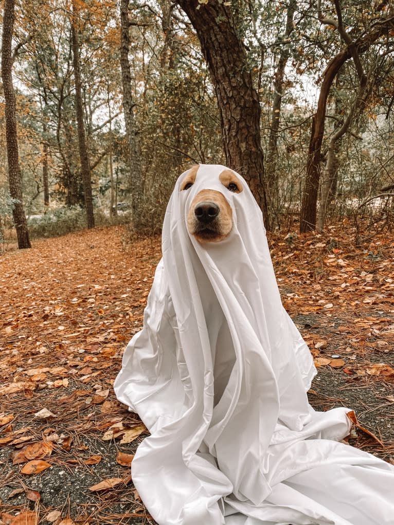 Marley, a Golden Retriever tested with EmbarkVet.com