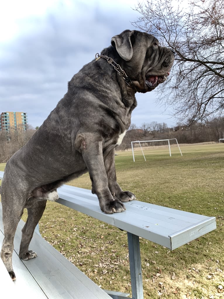 Kaiser, a Neapolitan Mastiff tested with EmbarkVet.com