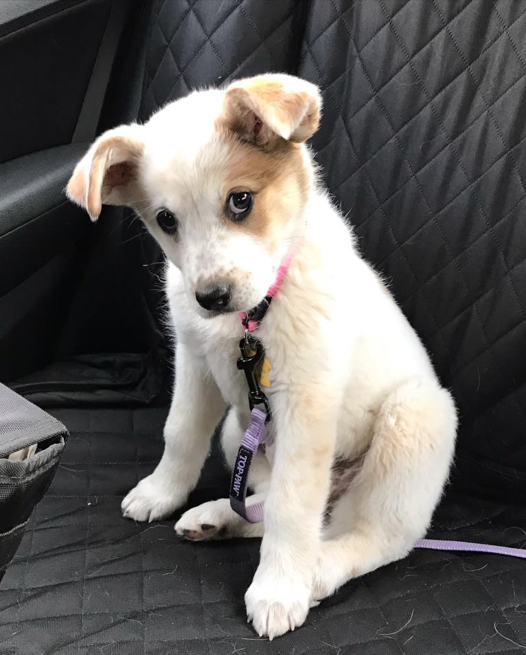 Millie, an Australian Cattle Dog and Great Pyrenees mix tested with EmbarkVet.com