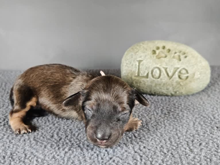 Mighty Aimee Rutledge, a Dachshund tested with EmbarkVet.com