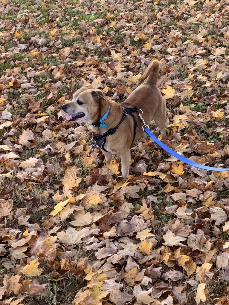 Dougie, a Chihuahua and Dachshund mix tested with EmbarkVet.com