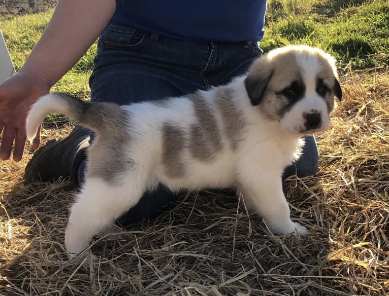 Stoeger, an Anatolian Shepherd Dog and Great Pyrenees mix tested with EmbarkVet.com