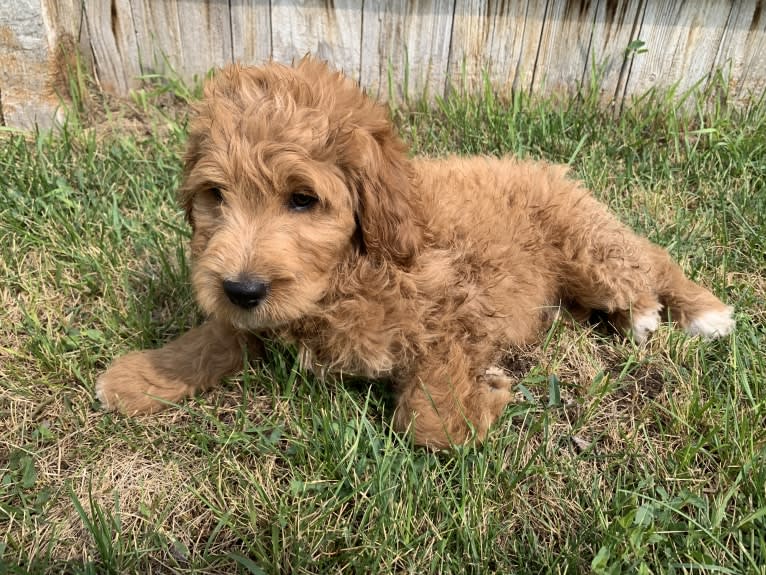 Black Collar, a Goldendoodle tested with EmbarkVet.com