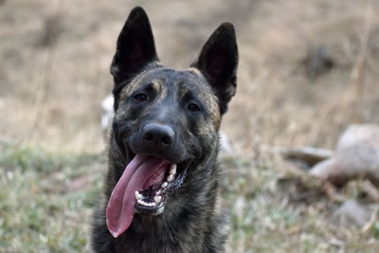 Jaeger des las Flores, a Dutch Shepherd tested with EmbarkVet.com