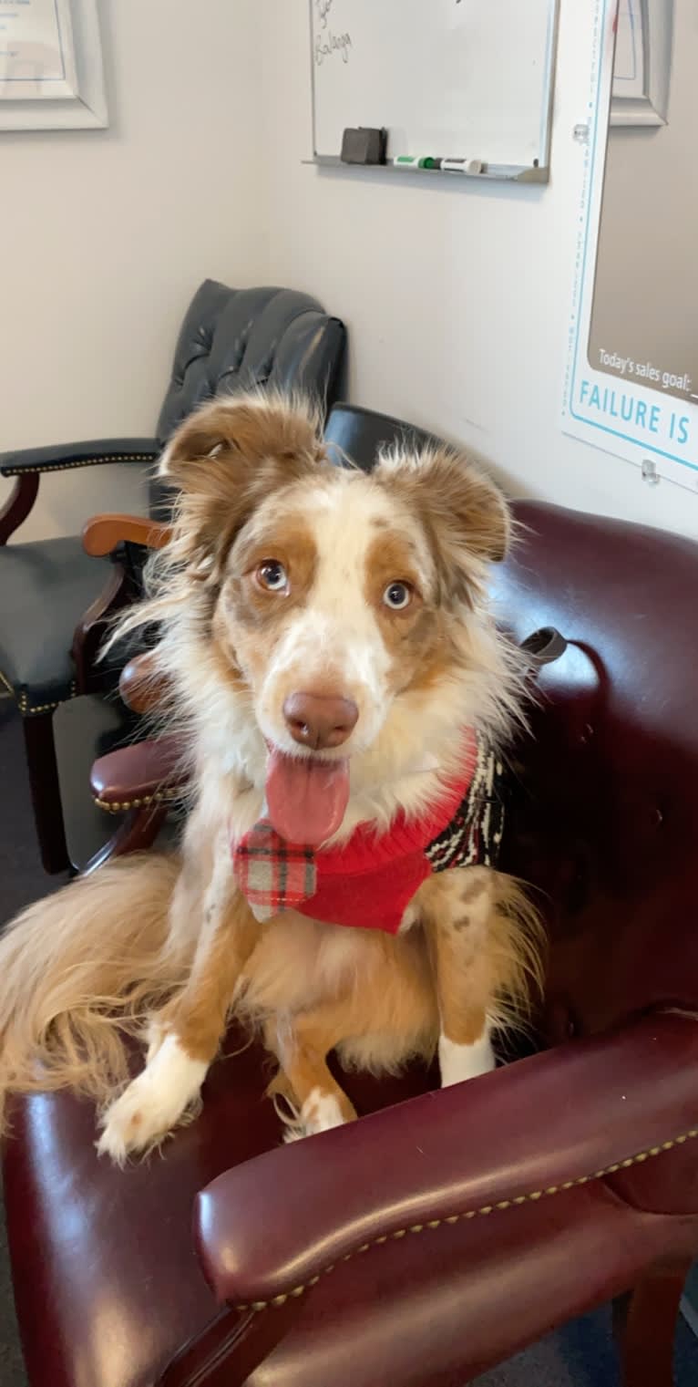 Harrison, an Australian Shepherd and Border Collie mix tested with EmbarkVet.com