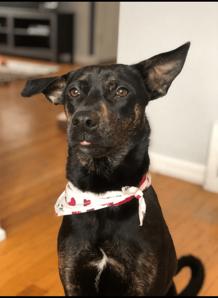 Poncho, an American Bulldog and Poodle (Small) mix tested with EmbarkVet.com