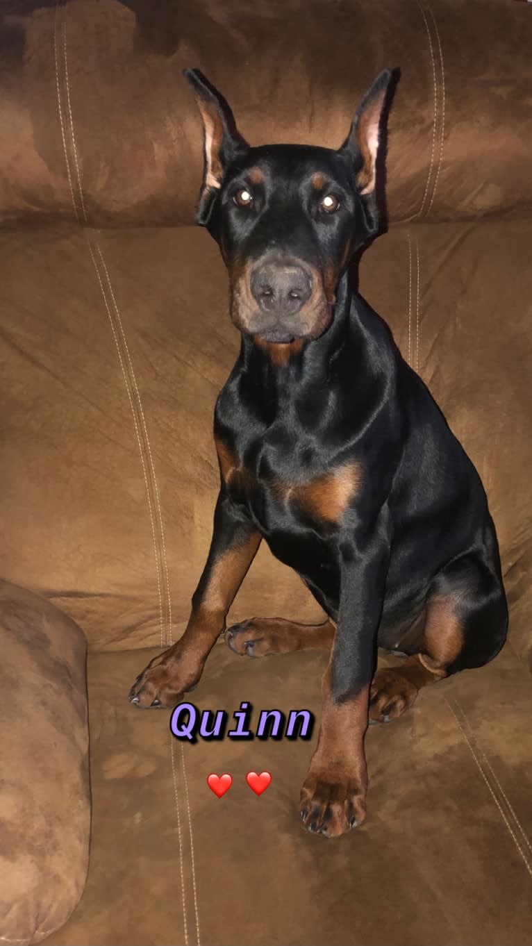 Quinn, a Doberman Pinscher tested with EmbarkVet.com