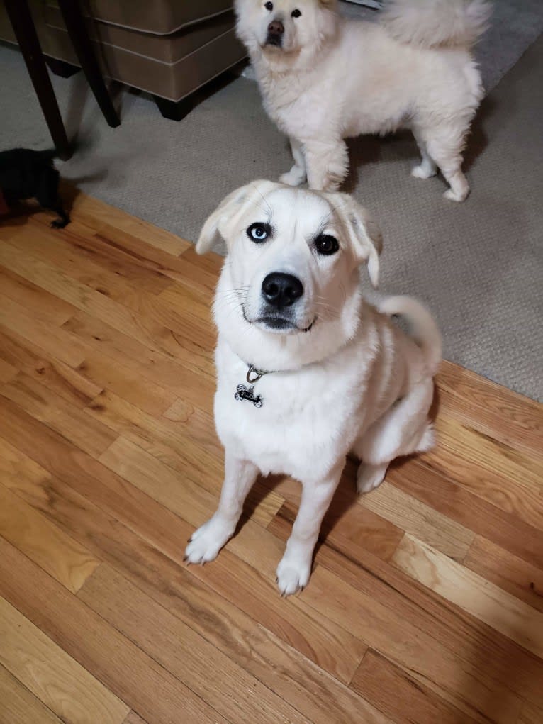 Blue, a Great Pyrenees and Anatolian Shepherd Dog mix tested with EmbarkVet.com