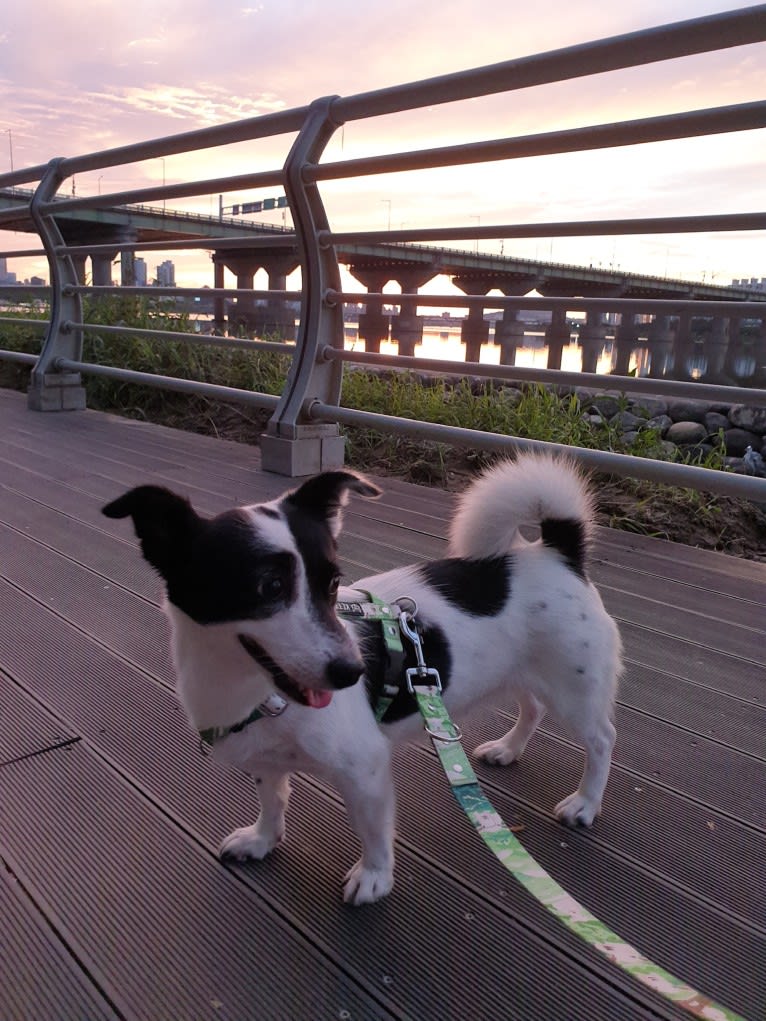 Merry, a Japanese or Korean Village Dog tested with EmbarkVet.com