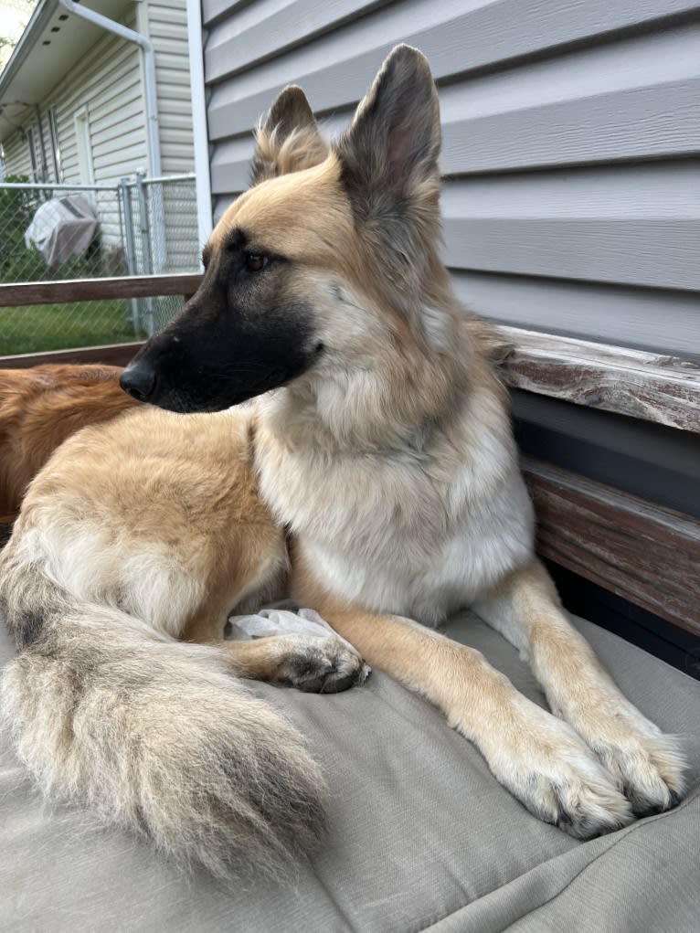 Mila, a White Shepherd tested with EmbarkVet.com