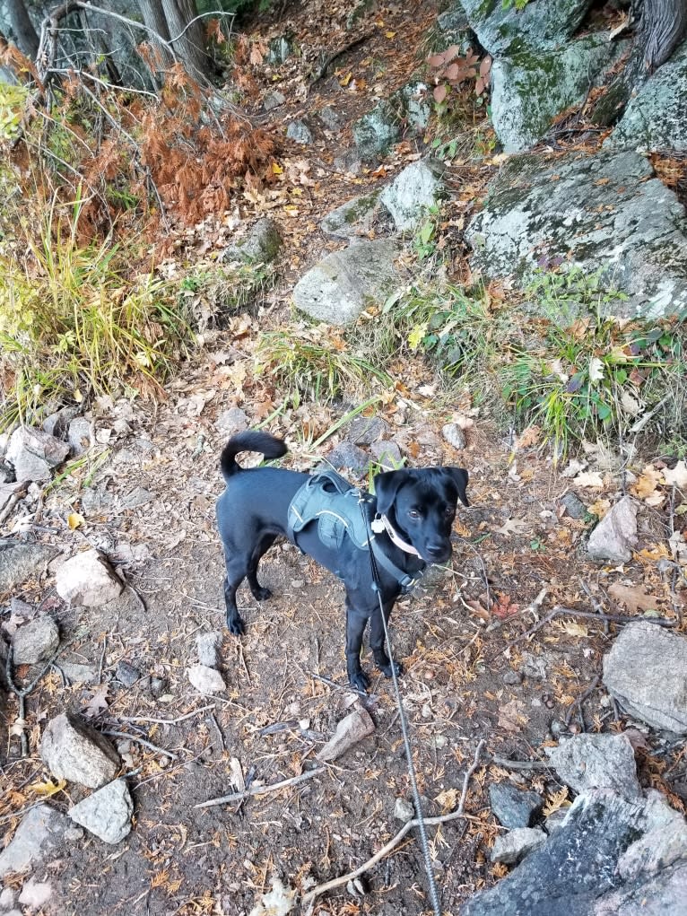 Blue Fur, a Southeast Asian Village Dog and Pug mix tested with EmbarkVet.com