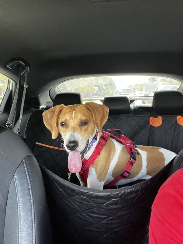 Mary Jane, an American Foxhound and American Pit Bull Terrier mix tested with EmbarkVet.com