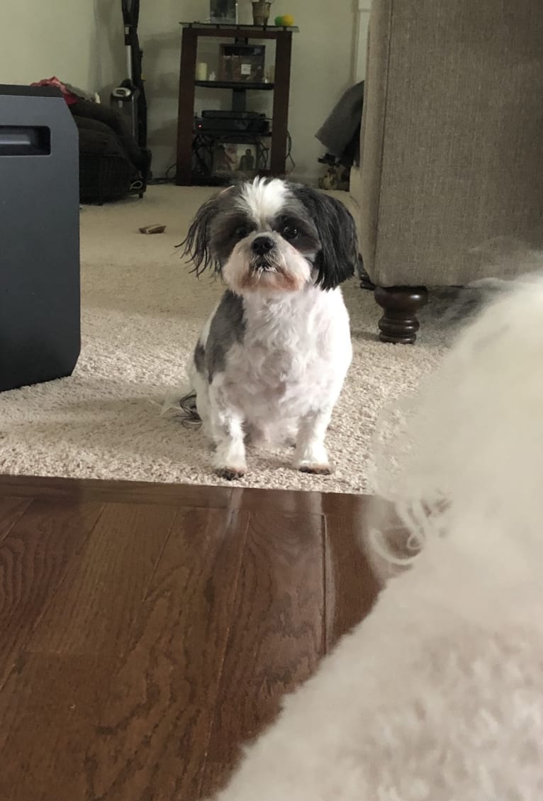 Harvey, a Shih Tzu tested with EmbarkVet.com