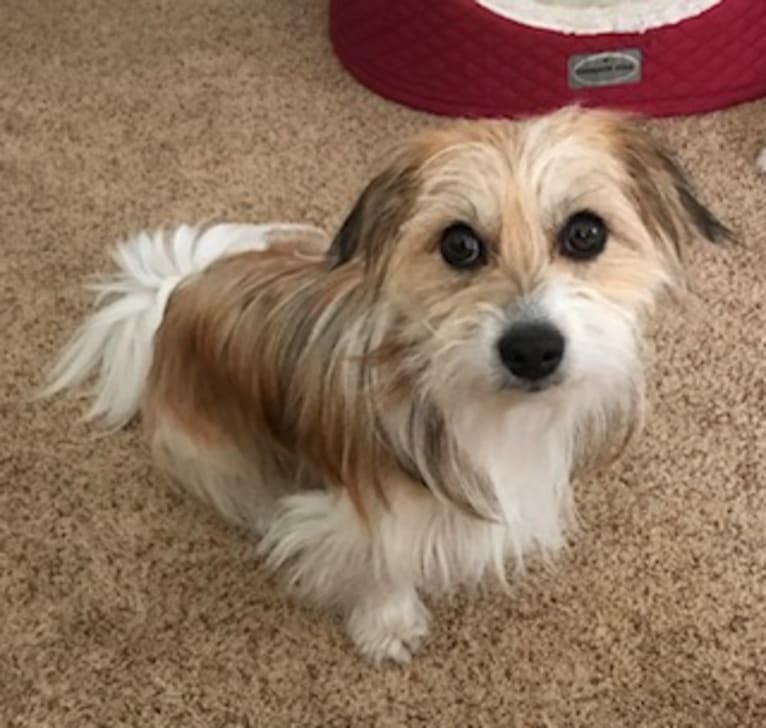 Winham’s Cowboy Cody of Cowgirl Cotons, a Coton de Tulear tested with EmbarkVet.com