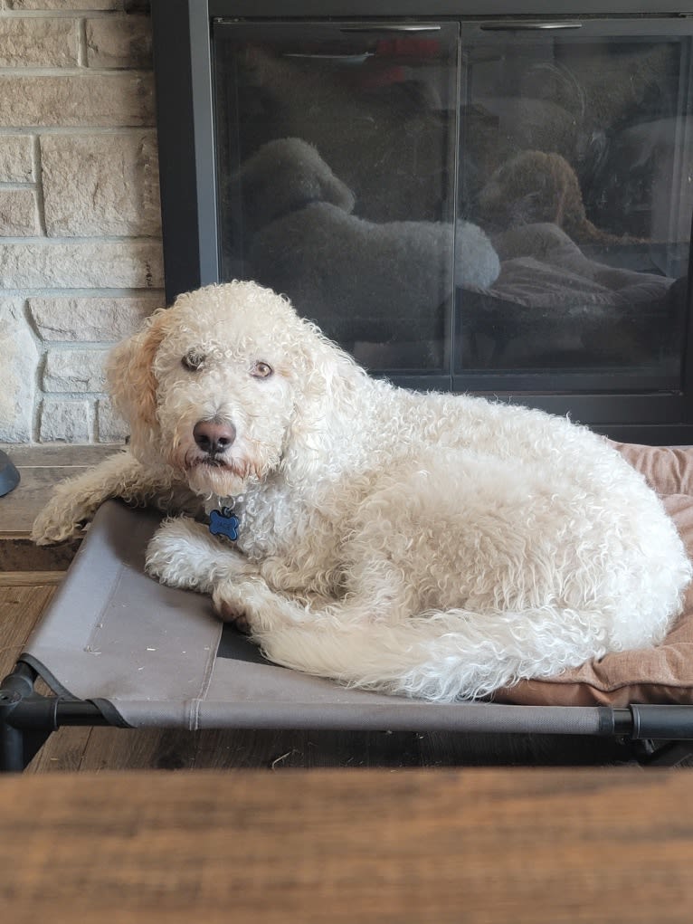 Jace, a Poodle (Standard) and Llewellin Setter mix tested with EmbarkVet.com