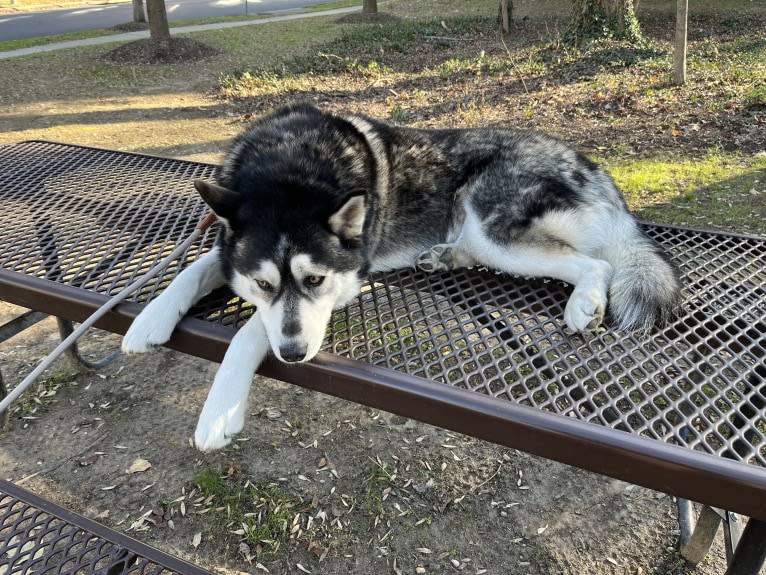 Rocket, a Siberian Husky and Alaskan Malamute mix tested with EmbarkVet.com