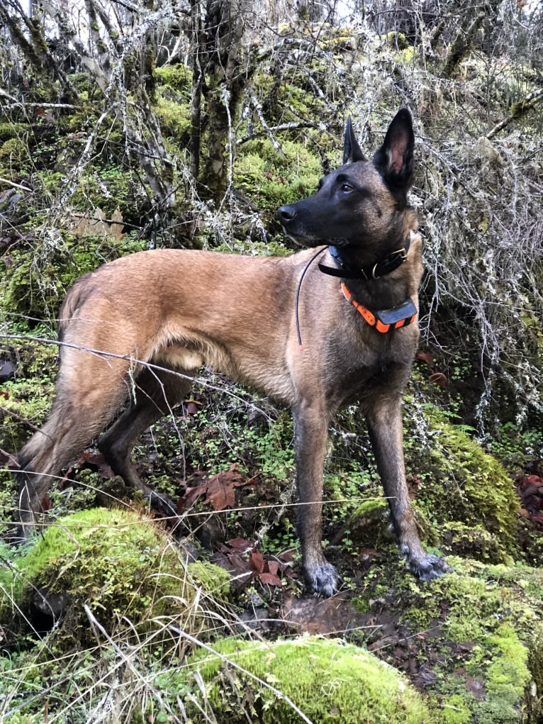 Rook, a Belgian Shepherd tested with EmbarkVet.com