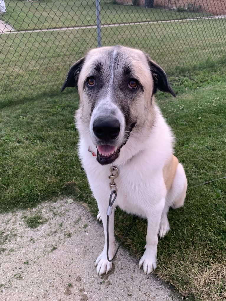 Winnie, an Anatolian Shepherd Dog and Great Pyrenees mix tested with EmbarkVet.com