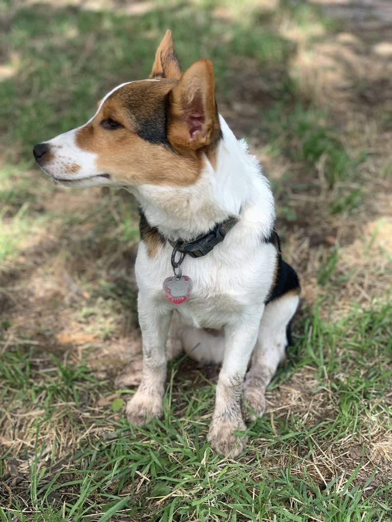 Ace, a Pembroke Welsh Corgi and Russell-type Terrier mix tested with EmbarkVet.com