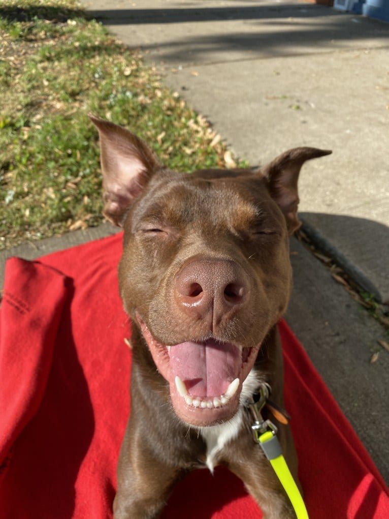 Fudge, an Australian Shepherd and American Pit Bull Terrier mix tested with EmbarkVet.com