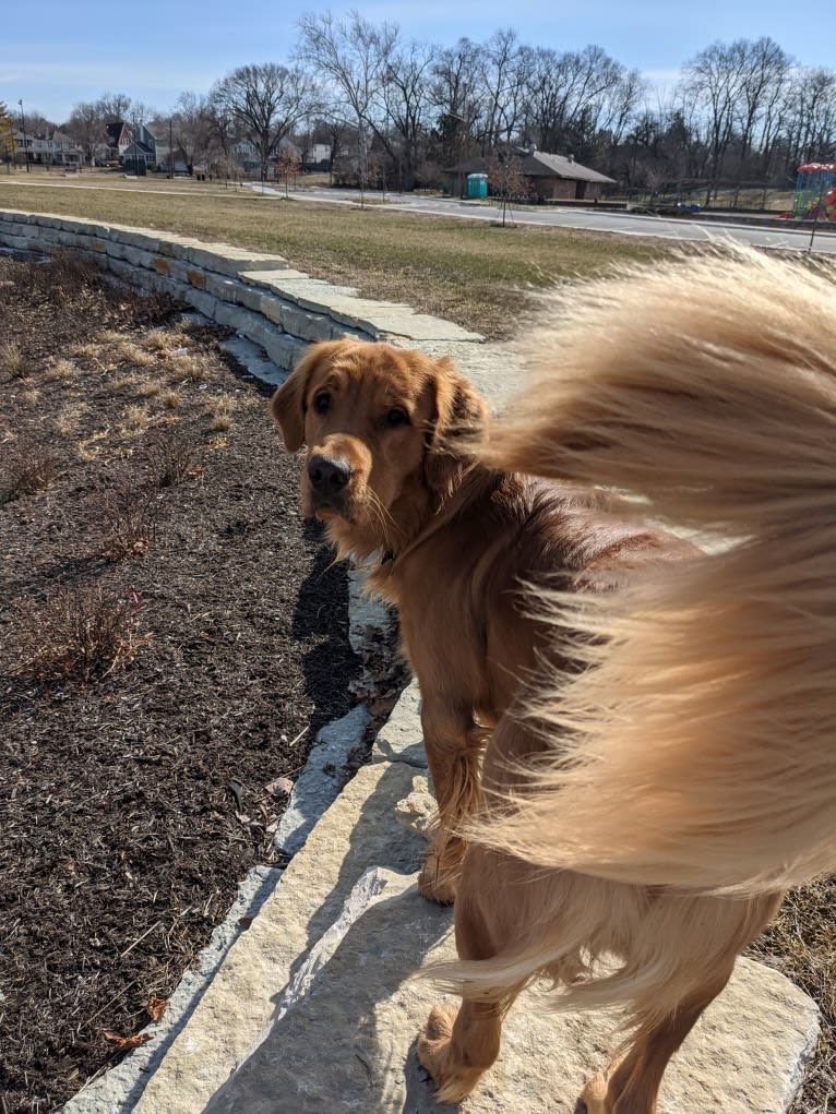 Pierre-luc, a Golden Retriever tested with EmbarkVet.com