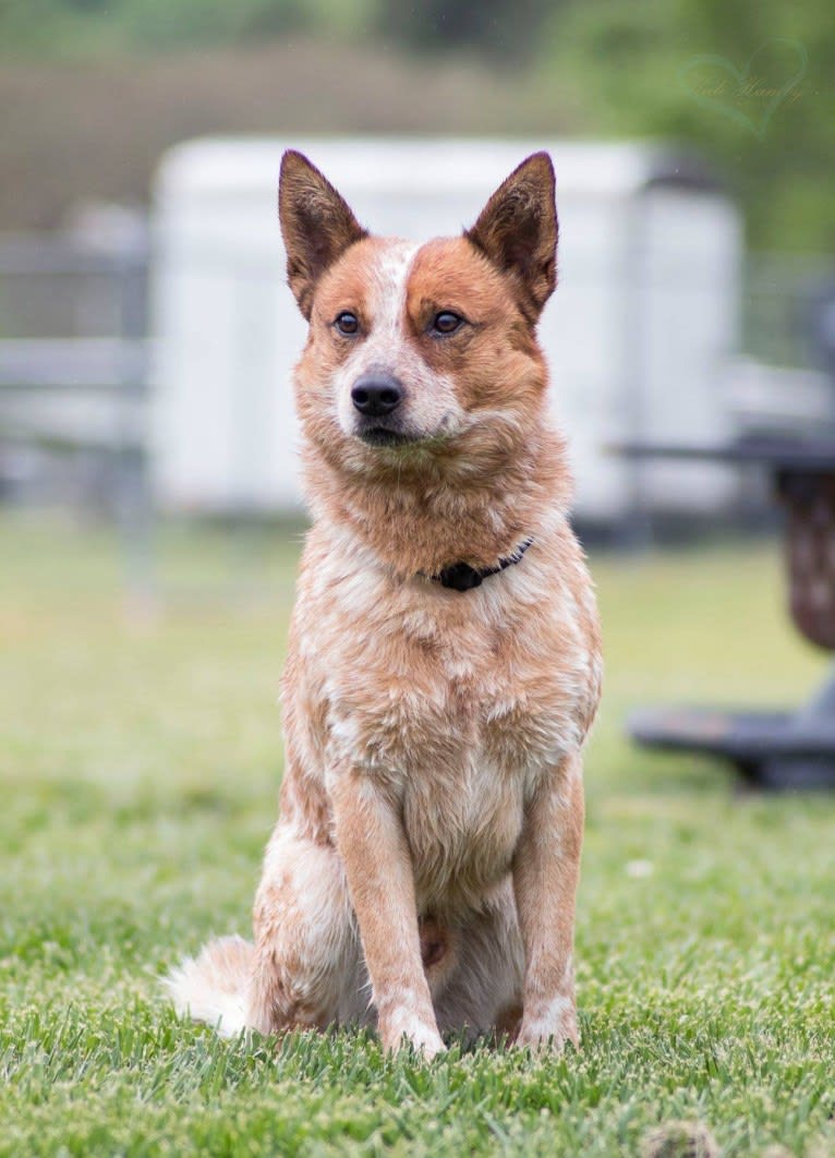 Ace, an Australian Cattle Dog tested with EmbarkVet.com