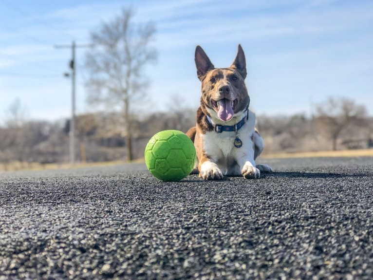 Gemini, a Border Collie and Australian Shepherd mix tested with EmbarkVet.com