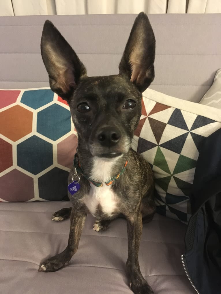 Lex Gabubz, a Chihuahua and Boston Terrier mix tested with EmbarkVet.com