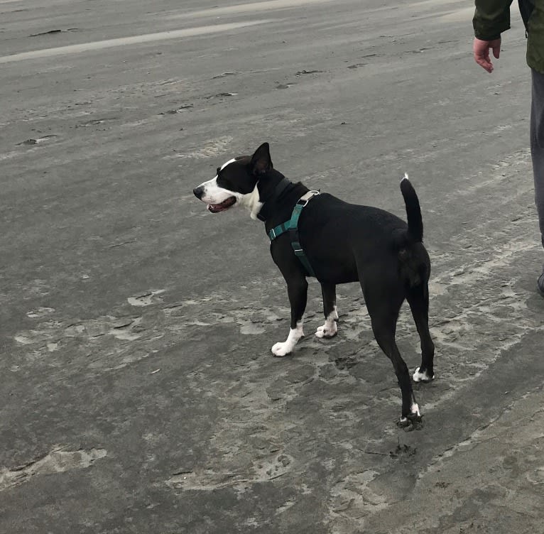 Banjo, an American Bully and American Pit Bull Terrier mix tested with EmbarkVet.com